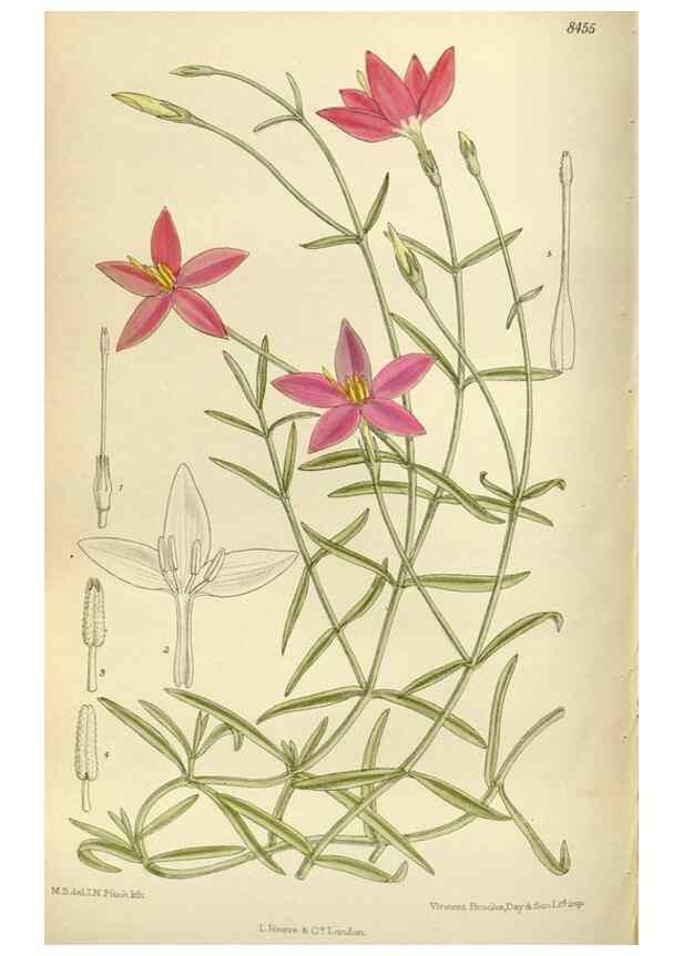 Reproducción/Reproduction 36014957916: Curtis's botanical magazine.. London ; New York [etc.] :Academic Press [etc.]