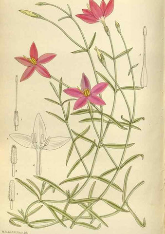 Reproducción/Reproduction 36014957916: Curtis's botanical magazine.. London ; New York [etc.] :Academic Press [etc.]