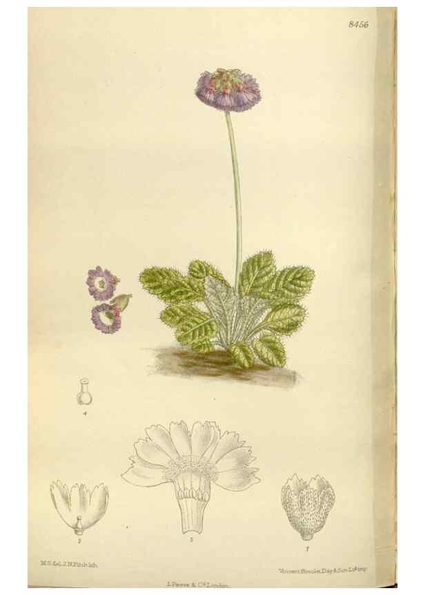 Reproducción/Reproduction 36014962216: Curtis's botanical magazine.. London ; New York [etc.] :Academic Press [etc.]