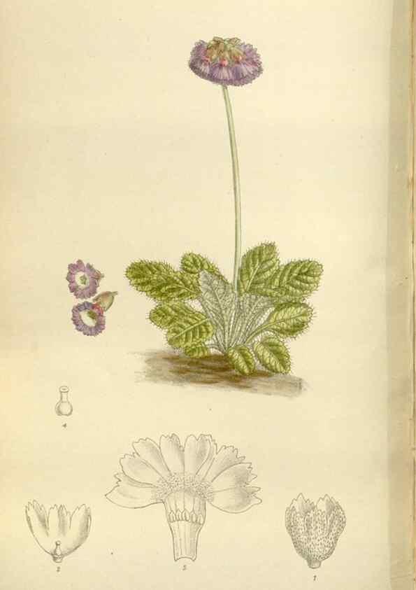 Reproducción/Reproduction 36014962216: Curtis's botanical magazine.. London ; New York [etc.] :Academic Press [etc.]