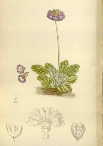Reproducción/Reproduction 36014962216: Curtis's botanical magazine.. London ; New York [etc.] :Academic Press [etc.]