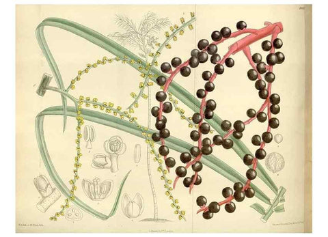 Reproducción/Reproduction 36014965556: Curtis's botanical magazine.. London ; New York [etc.] :Academic Press [etc.]
