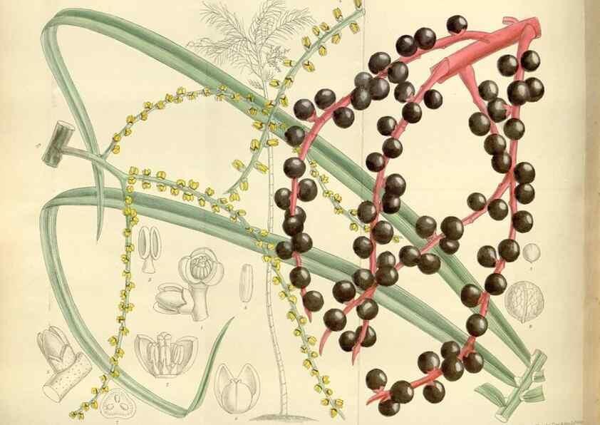 Reproducción/Reproduction 36014965556: Curtis's botanical magazine.. London ; New York [etc.] :Academic Press [etc.]