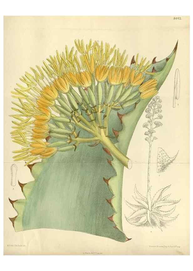 Reproducción/Reproduction 36056382155: Curtis's botanical magazine.. London ; New York [etc.] :Academic Press [etc.]