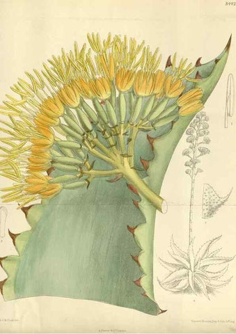 Reproducción/Reproduction 36056382155: Curtis's botanical magazine.. London ; New York [etc.] :Academic Press [etc.]