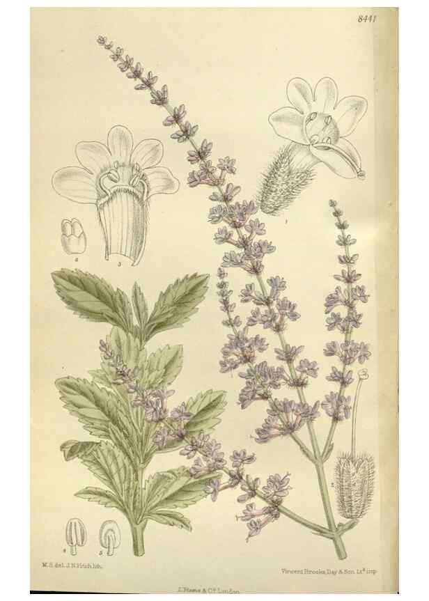 Reproducción/Reproduction 35216843224: Curtis's botanical magazine.. London ; New York [etc.] :Academic Press [etc.]