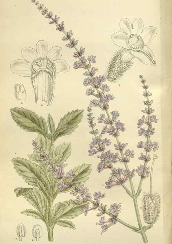 Reproducción/Reproduction 35216843224: Curtis's botanical magazine.. London ; New York [etc.] :Academic Press [etc.]