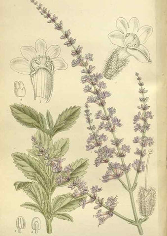 Reproducción/Reproduction 35216843224: Curtis's botanical magazine.. London ; New York [etc.] :Academic Press [etc.]