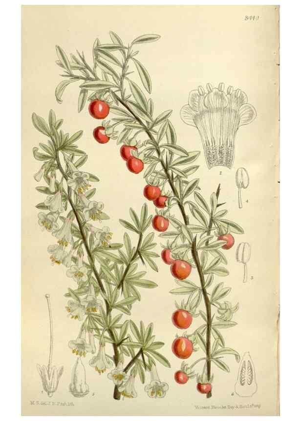 Reproducción/Reproduction 35216841444: Curtis's botanical magazine.. London ; New York [etc.] :Academic Press [etc.]