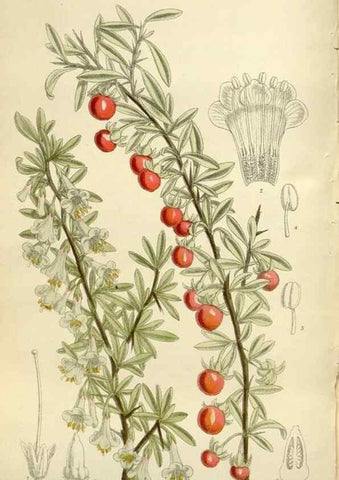 Reproducción/Reproduction 35216841444: Curtis's botanical magazine.. London ; New York [etc.] :Academic Press [etc.]