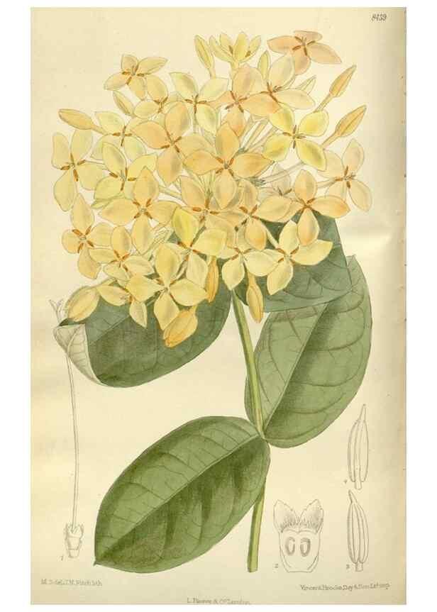 Reproducción/Reproduction 36056374495: Curtis's botanical magazine.. London ; New York [etc.] :Academic Press [etc.]
