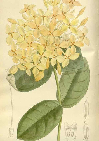 Reproducción/Reproduction 36056374495: Curtis's botanical magazine.. London ; New York [etc.] :Academic Press [etc.]