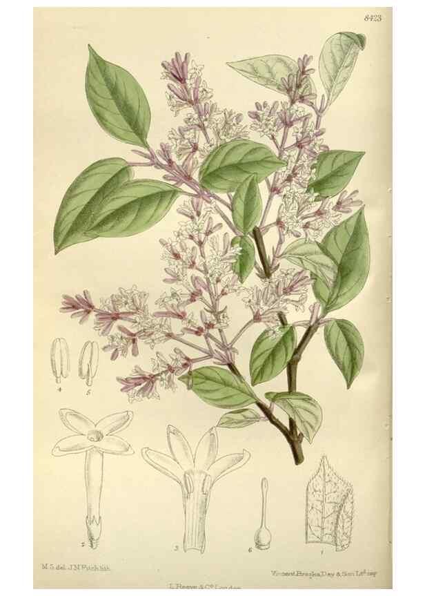 Reproducción/Reproduction 35922654211: Curtis's botanical magazine.. London ; New York [etc.] :Academic Press [etc.]