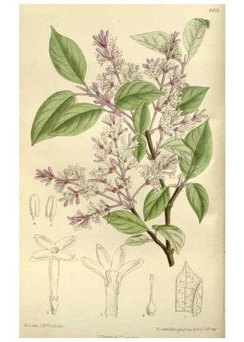 Reproducción/Reproduction 35922654211: Curtis's botanical magazine.. London ; New York [etc.] :Academic Press [etc.]