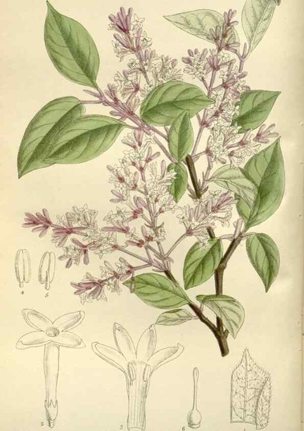 Reproducción/Reproduction 35922654211: Curtis's botanical magazine.. London ; New York [etc.] :Academic Press [etc.]