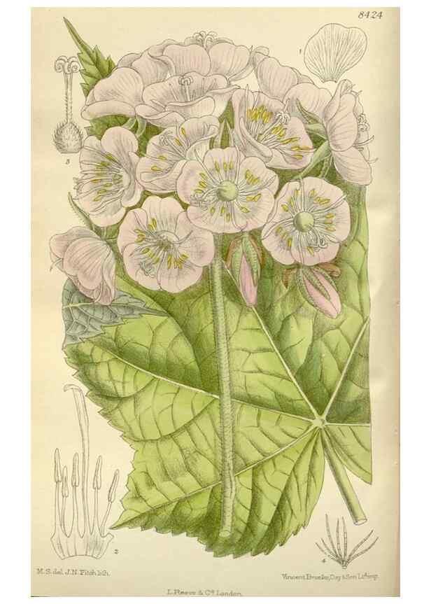 Reproducción/Reproduction 36056351475: Curtis's botanical magazine.. London ; New York [etc.] :Academic Press [etc.]