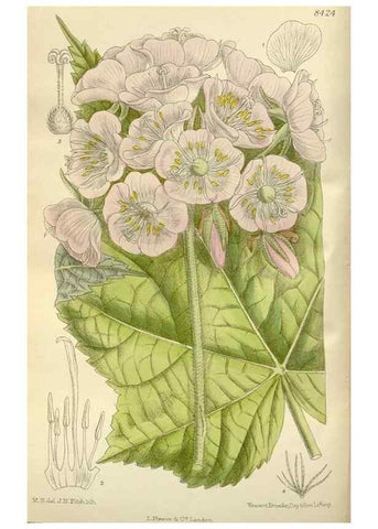 Reproducción/Reproduction 36056351475: Curtis's botanical magazine.. London ; New York [etc.] :Academic Press [etc.]