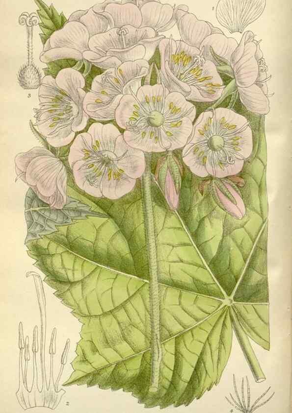 Reproducción/Reproduction 36056351475: Curtis's botanical magazine.. London ; New York [etc.] :Academic Press [etc.]