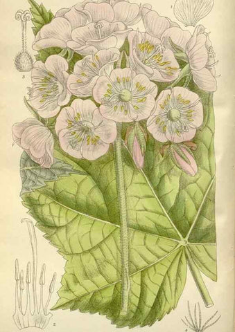 Reproducción/Reproduction 36056351475: Curtis's botanical magazine.. London ; New York [etc.] :Academic Press [etc.]