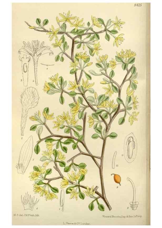 Reproducción/Reproduction 36056352665: Curtis's botanical magazine.. London ; New York [etc.] :Academic Press [etc.]