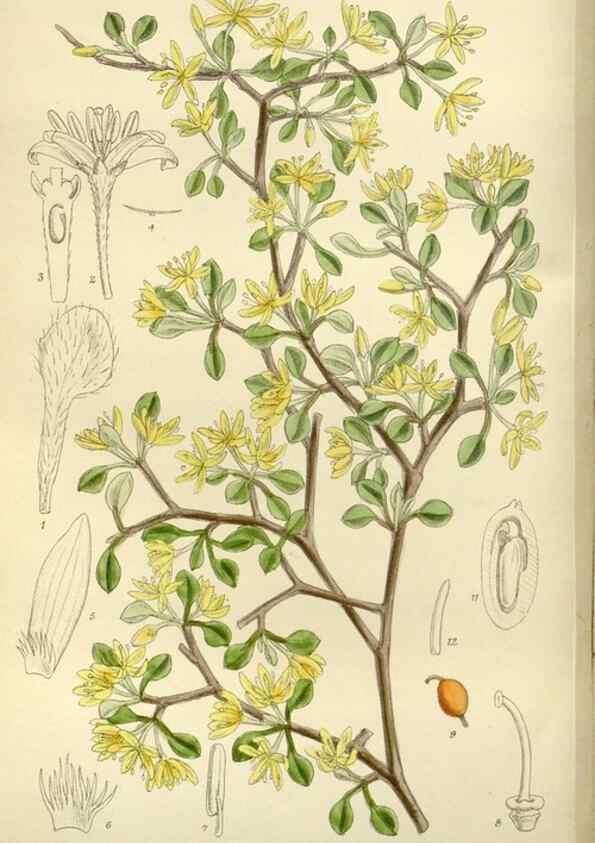 Reproducción/Reproduction 36056352665: Curtis's botanical magazine.. London ; New York [etc.] :Academic Press [etc.]