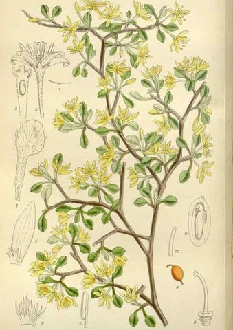 Reproducción/Reproduction 36056352665: Curtis's botanical magazine.. London ; New York [etc.] :Academic Press [etc.]