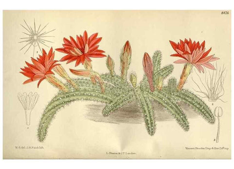 Reproducción/Reproduction 36014893746: Curtis's botanical magazine.. London ; New York [etc.] :Academic Press [etc.]