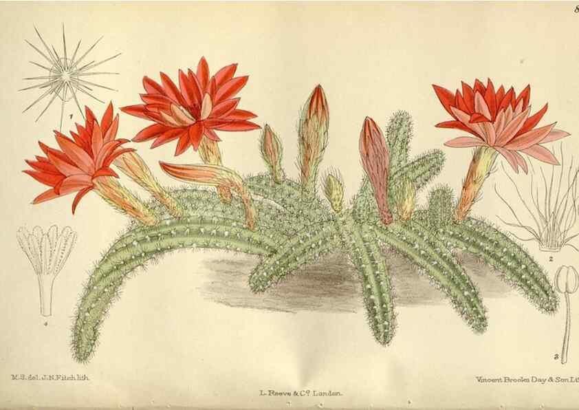 Reproducción/Reproduction 36014893746: Curtis's botanical magazine.. London ; New York [etc.] :Academic Press [etc.]
