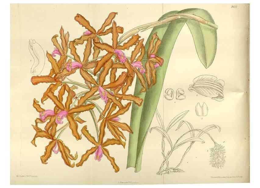 Reproducción/Reproduction 36056354225: Curtis's botanical magazine.. London ; New York [etc.] :Academic Press [etc.]
