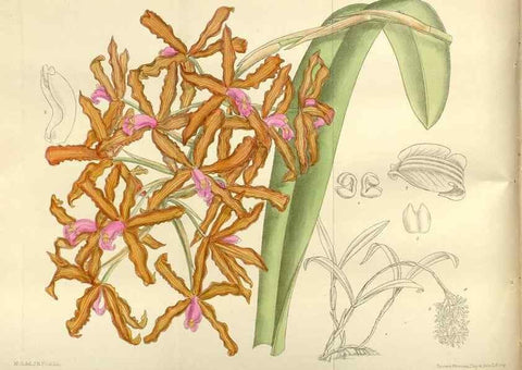 Reproducción/Reproduction 36056354225: Curtis's botanical magazine.. London ; New York [etc.] :Academic Press [etc.]