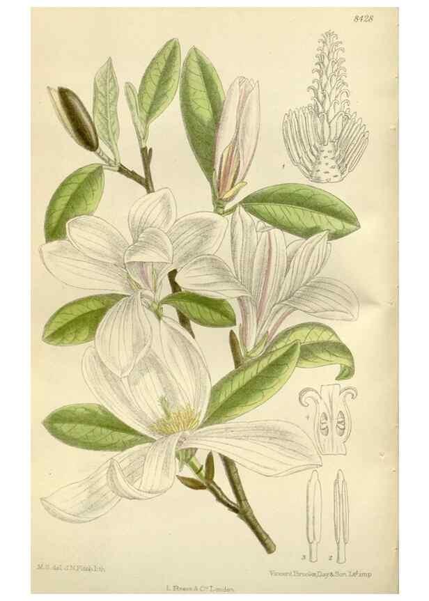 Reproducción/Reproduction 36056355275: Curtis's botanical magazine.. London ; New York [etc.] :Academic Press [etc.]