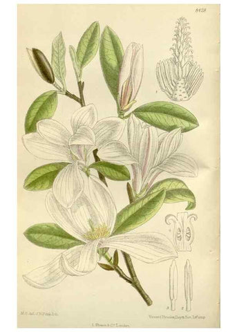 Reproducción/Reproduction 36056355275: Curtis's botanical magazine.. London ; New York [etc.] :Academic Press [etc.]