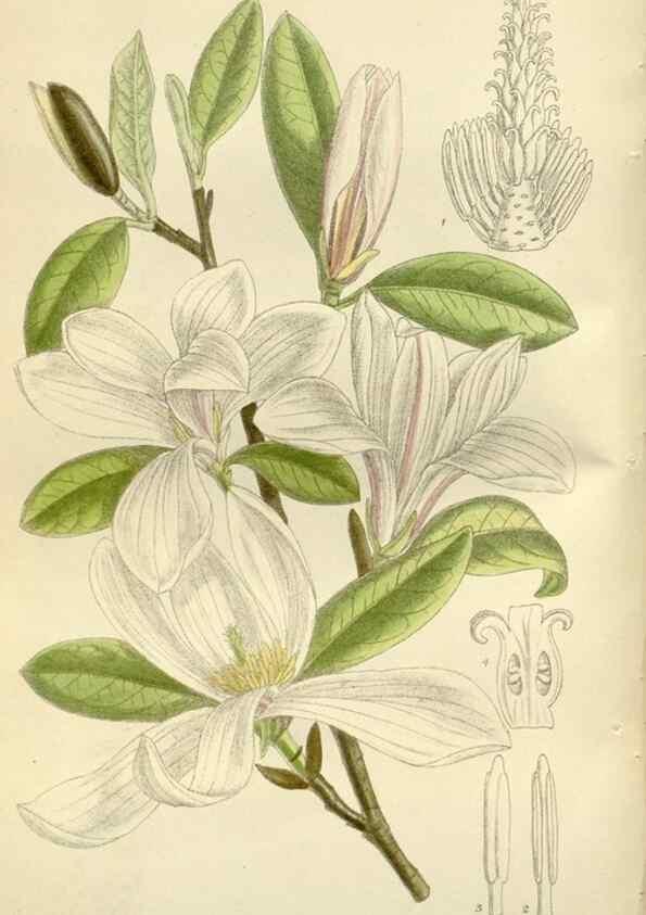 Reproducción/Reproduction 36056355275: Curtis's botanical magazine.. London ; New York [etc.] :Academic Press [etc.]