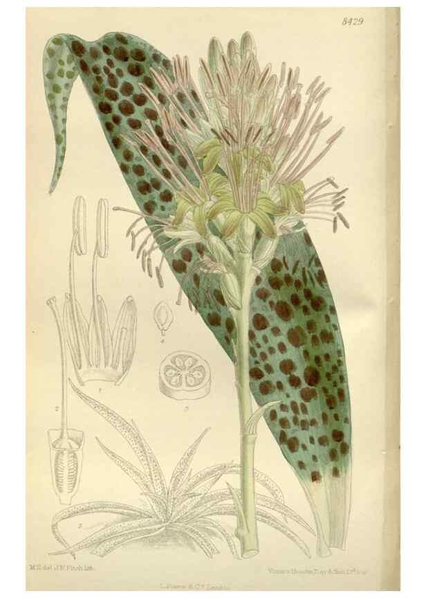 Reproducción/Reproduction 35216826114: Curtis's botanical magazine.. London ; New York [etc.] :Academic Press [etc.]