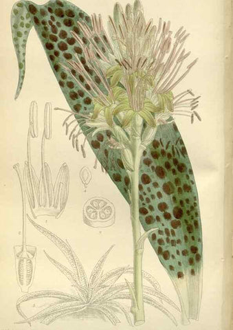 Reproducción/Reproduction 35216826114: Curtis's botanical magazine.. London ; New York [etc.] :Academic Press [etc.]