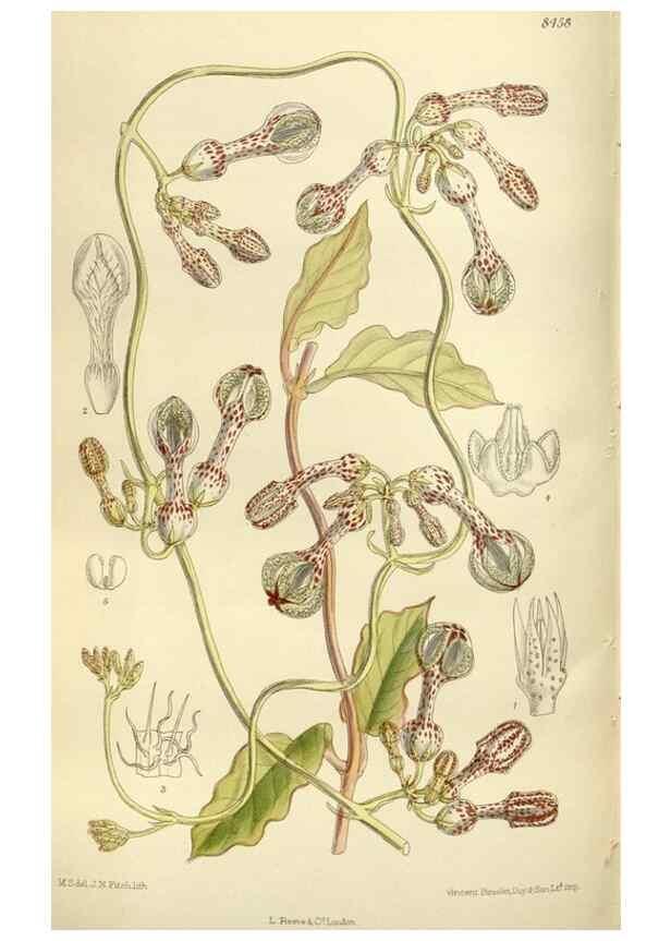 Reproducción/Reproduction 36014969506: Curtis's botanical magazine.. London ; New York [etc.] :Academic Press [etc.]