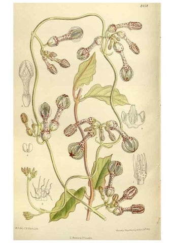 Reproducción/Reproduction 36014969506: Curtis's botanical magazine.. London ; New York [etc.] :Academic Press [etc.]