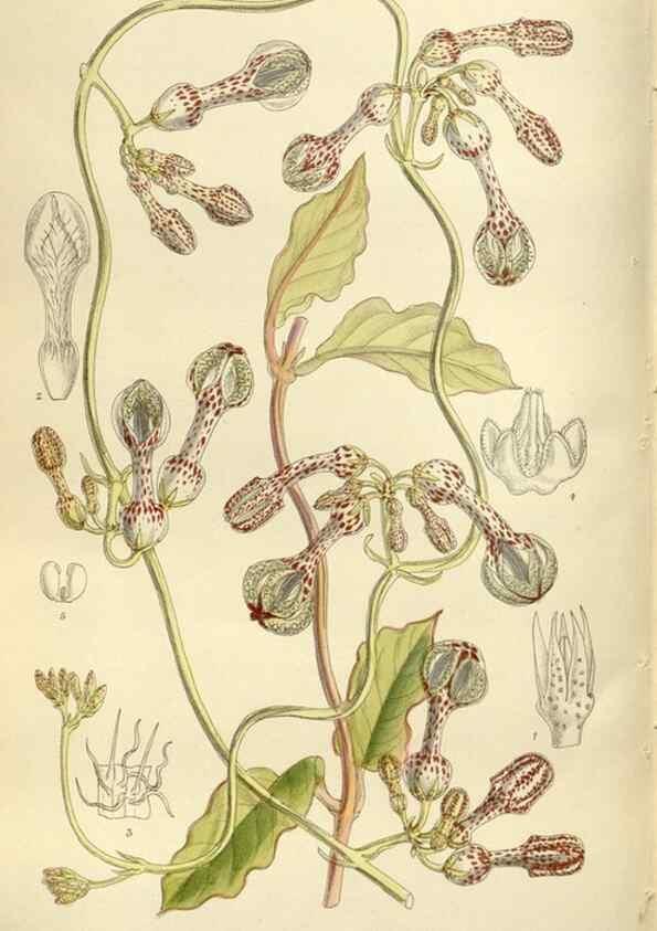 Reproducción/Reproduction 36014969506: Curtis's botanical magazine.. London ; New York [etc.] :Academic Press [etc.]