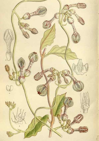 Reproducción/Reproduction 36014969506: Curtis's botanical magazine.. London ; New York [etc.] :Academic Press [etc.]