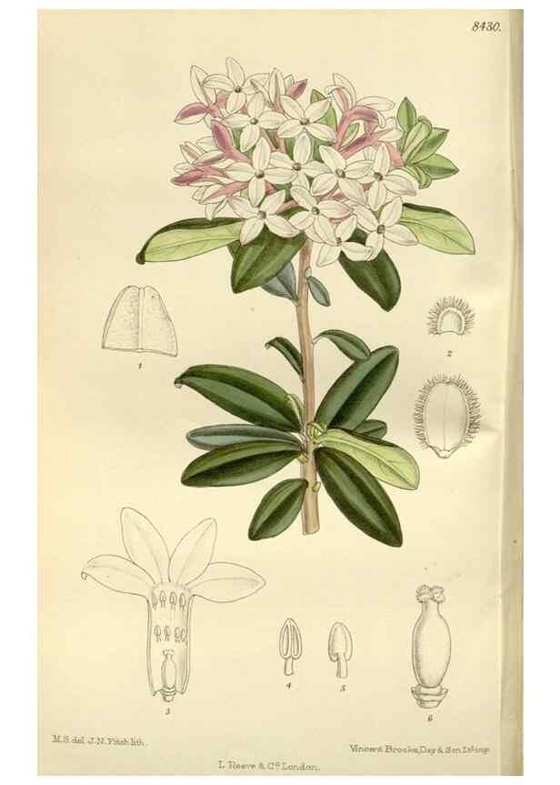 Reproducción/Reproduction 35666786400: Curtis's botanical magazine.. London ; New York [etc.] :Academic Press [etc.]