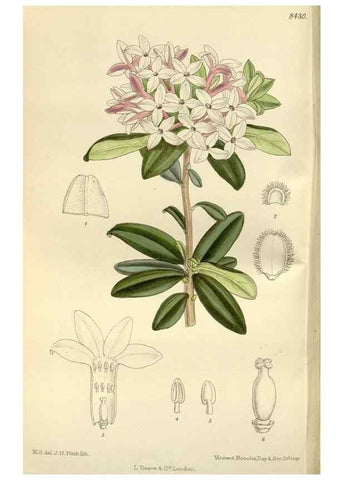 Reproducción/Reproduction 35666786400: Curtis's botanical magazine.. London ; New York [etc.] :Academic Press [etc.]