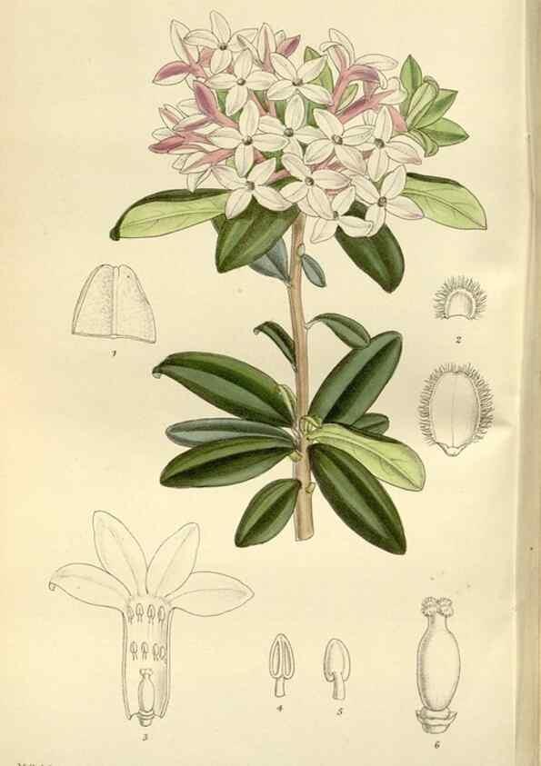 Reproducción/Reproduction 35666786400: Curtis's botanical magazine.. London ; New York [etc.] :Academic Press [etc.]