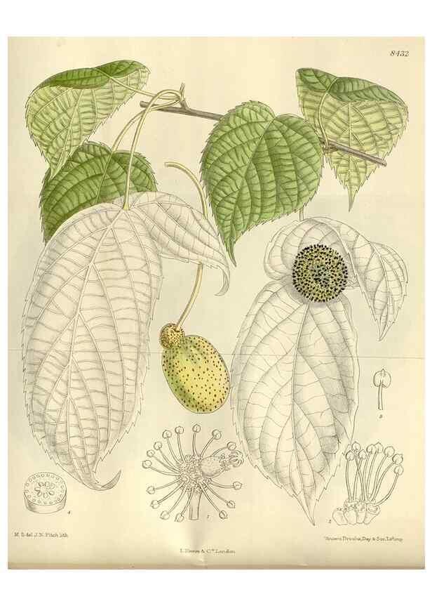 Reproducción/Reproduction 35247235123: Curtis's botanical magazine.. London ; New York [etc.] :Academic Press [etc.]