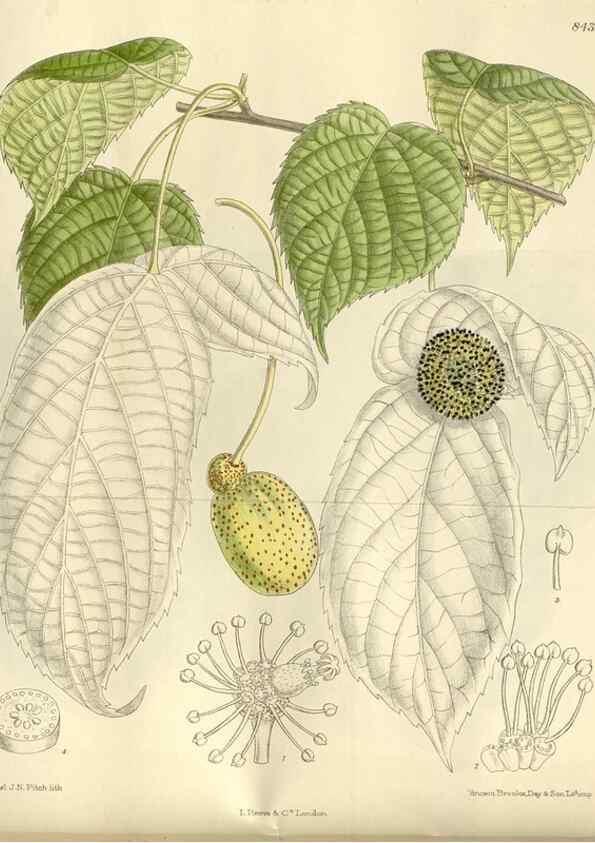 Reproducción/Reproduction 35247235123: Curtis's botanical magazine.. London ; New York [etc.] :Academic Press [etc.]