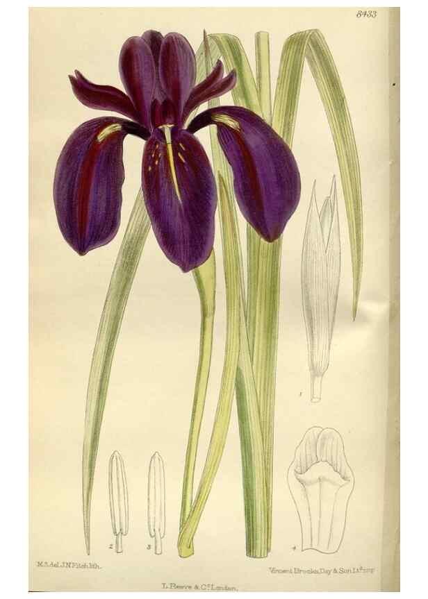Reproducción/Reproduction 35666790900: Curtis's botanical magazine.. London ; New York [etc.] :Academic Press [etc.]