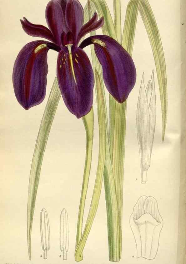 Reproducción/Reproduction 35666790900: Curtis's botanical magazine.. London ; New York [etc.] :Academic Press [etc.]