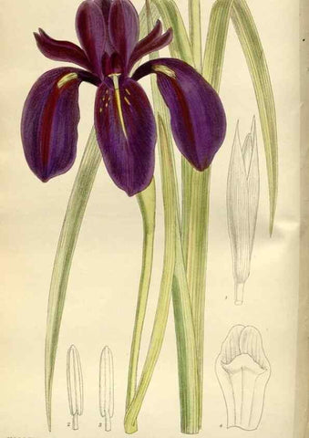 Reproducción/Reproduction 35666790900: Curtis's botanical magazine.. London ; New York [etc.] :Academic Press [etc.]