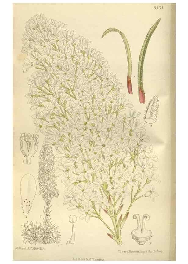 Reproducción/Reproduction 35666792430: Curtis's botanical magazine.. London ; New York [etc.] :Academic Press [etc.]