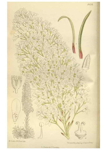 Reproducción/Reproduction 35666792430: Curtis's botanical magazine.. London ; New York [etc.] :Academic Press [etc.]