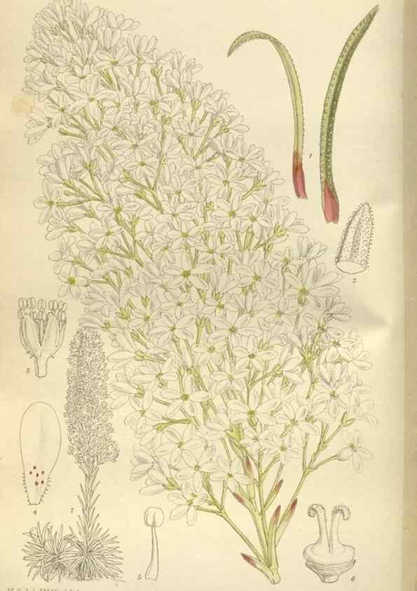 Reproducción/Reproduction 35666792430: Curtis's botanical magazine.. London ; New York [etc.] :Academic Press [etc.]